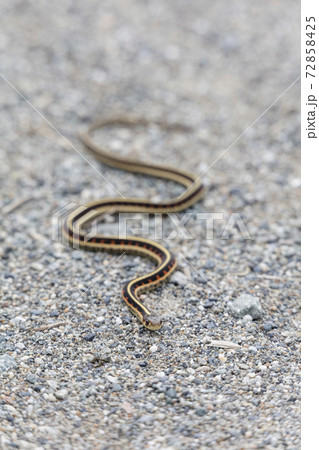 red garter snake 72858425