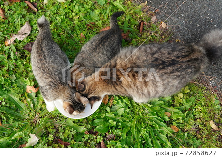 野良猫子猫家族の朝 親離れまでのまったりした時間を過ごす 野良猫子猫家族の朝 親離れまでのまったりした時間を過ごす 72858627