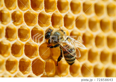 Macro photo of working bees on honeycombs. Beekeeping and honey production image Macro photo of working bees on honeycombs. Beekeeping and honey production image 72858643