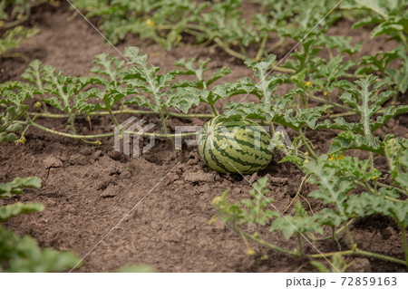 Young shoots of watermelons On the open field on the farm field. 72859163