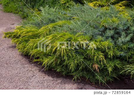 Background of the shrub of juniper at selective focus. 72859164