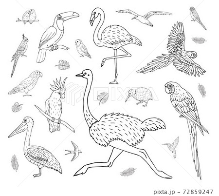 Vector set bundle of hand drawn tropical wild bird 72859247