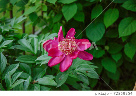 Shrubs beautiful peonies in the garden. Sunny day in the garden. Shrubs beautiful peonies in the garden. Sunny day in the garden. 72859254
