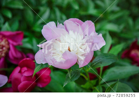 Shrubs beautiful peonies in the garden. Sunny day in the garden. Shrubs beautiful peonies in the garden. Sunny day in the garden. 72859255