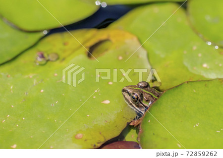 ダルマガエル 72859262