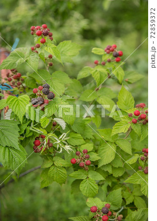 Organic blackberry bush. Growing Organic Berries closeup. Organic blackberry bush. Growing Organic Berries closeup. 72859372