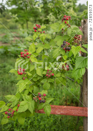 Organic blackberry bush. Growing Organic Berries closeup. 72859373