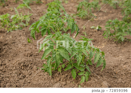 Growing tomatoes in the garden in the garden. 72859396