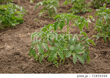 Growing tomatoes in the garden in the garden. 72859398