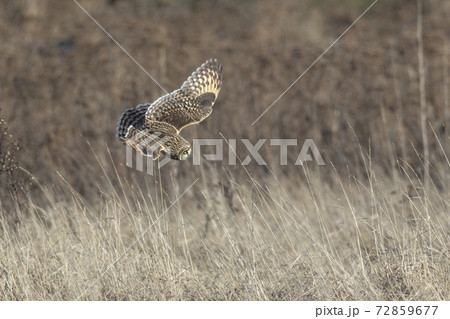 Short eared owl Short eared owl 72859677