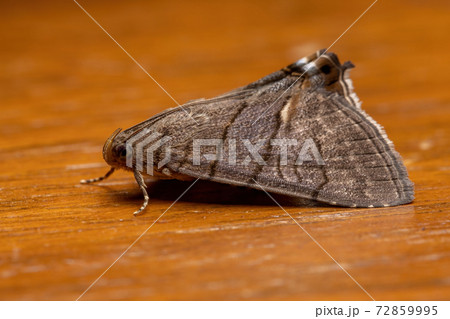 Adult underwing moth Adult underwing moth 72859995