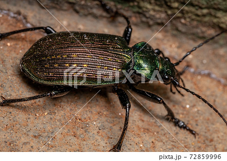 Adult Caterpillar hunter Beetle 72859996