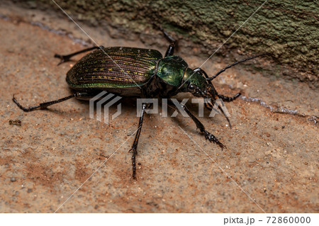 Adult Caterpillar hunter Beetle 72860000