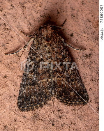 Adult brown moth 72860007