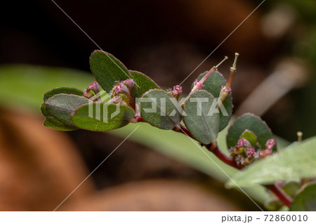 Flowers and Fruits of the Prostrate Sandmat Plant Flowers and Fruits of the Prostrate Sandmat Plant 72860010