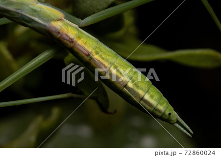 Small Mantid Nymph Small Mantid Nymph 72860024