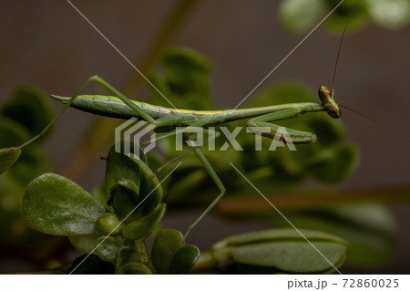 Small Mantid Nymph 72860025