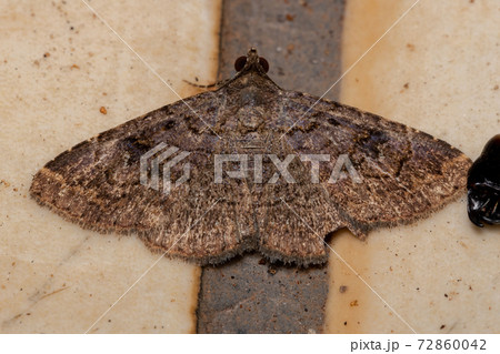Adult Underwing moth 72860042