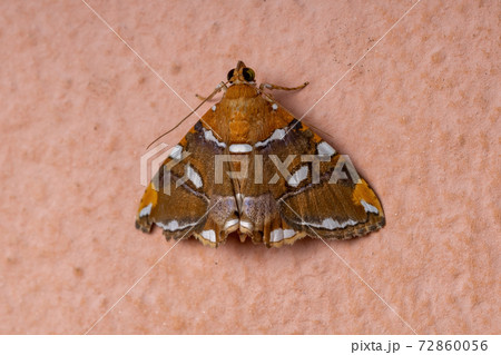 Adult yellow moth Adult yellow moth 72860056