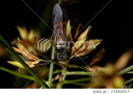 Adult Scoliid Wasp in a flower Adult Scoliid Wasp in a flower 72860057