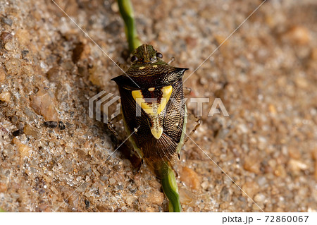 Small Stink Bug Small Stink Bug 72860067