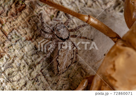 adult female jumping spider protecting eggs adult female jumping spider protecting eggs 72860071