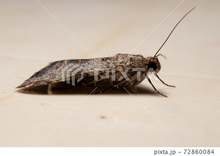 Graphic Owlet Moth Graphic Owlet Moth 72860084