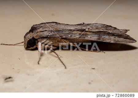 Ello Sphinx Moth Ello Sphinx Moth 72860089
