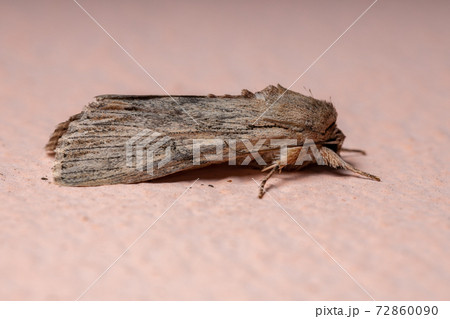 Adult Owlet Moth 72860090