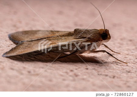 Graphic Owlet Moth Graphic Owlet Moth 72860127