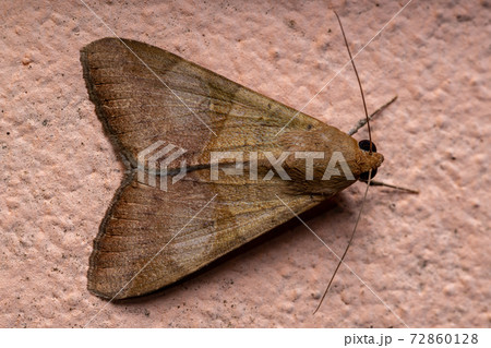 Graphic Owlet Moth Graphic Owlet Moth 72860128