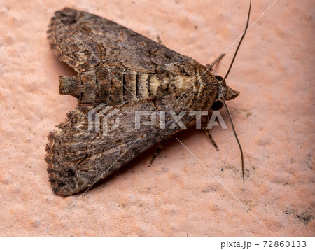 Adult Euteliid Moth Adult Euteliid Moth 72860133