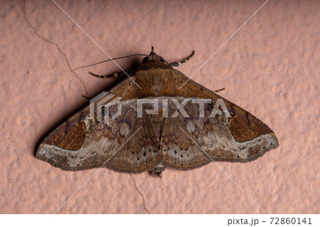 Adult yellow moth Adult yellow moth 72860141