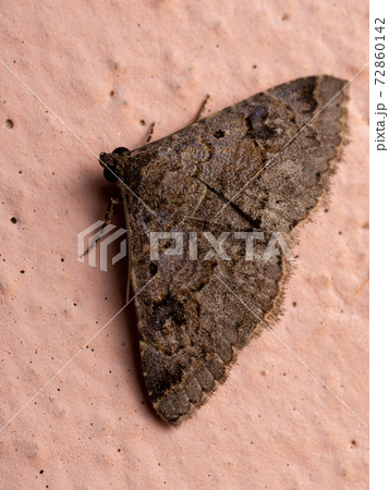 Adult Underwing moth Adult Underwing moth 72860142