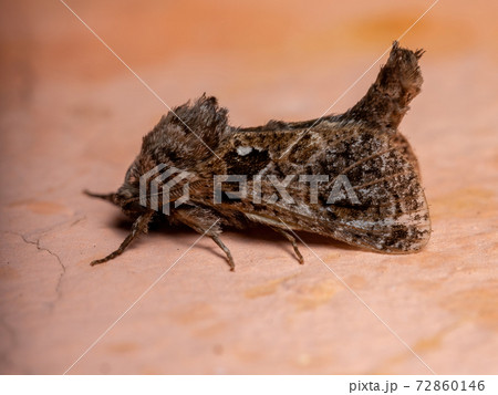 Adult Carpenter Moth 72860146
