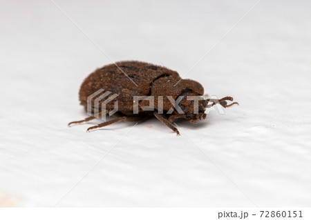 Adult Darkling Beetle 72860151