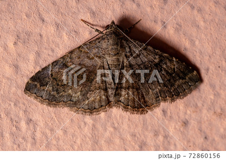 Adult Underwing moth 72860156