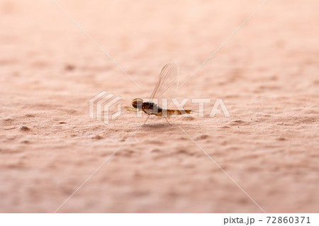 Male small mayfly Male small mayfly 72860371
