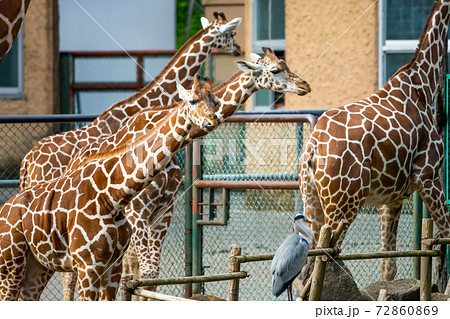 多摩動物公園のキリン の写真素材