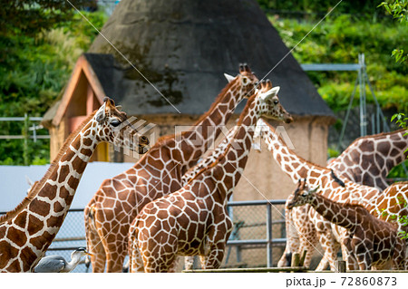 【多摩動物公園のキリン】 72860873