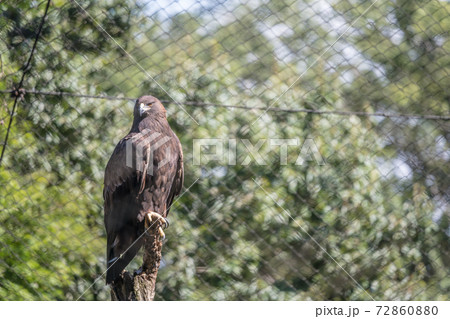 【多摩動物園のイヌワシ】 72860880