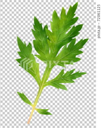 Watercolor illustration mugwort 72861125