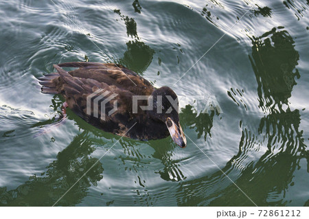 アラナミキンクロの幼鳥が海で泳いでいる様子　　ホワイトロック　ブリティッシュコロンビア　カナダ 72861212