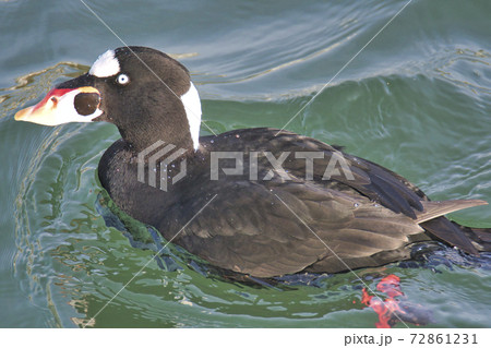 海で泳いでいるアラナミキンクロのクローズアップ　　ホワイトロック　ブリティッシュコロンビア　カナダ 72861231