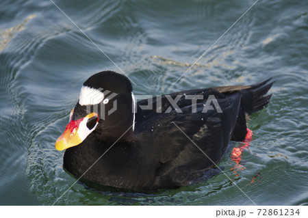 海で泳いでいるアラナミキンクロのクローズアップ ホワイトロック ブリティッシュコロンビア カナダの写真素材