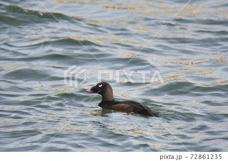 ビロードキンクロが海で泳いでいる様子　　ホワイトロック　ブリティッシュコロンビア　カナダ 72861235