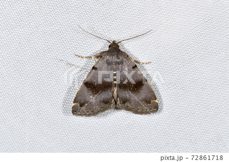 クロミツボシアツバ（北海道・層雲峡） 72861718