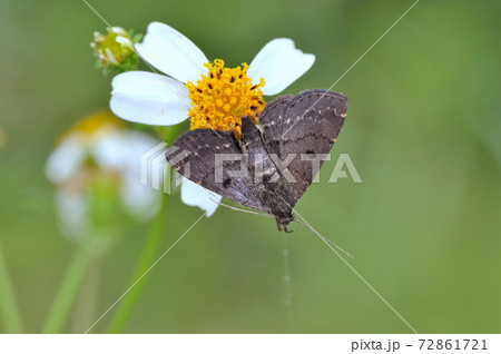 クロジャノメアツバ（沖縄県・石垣島） 72861721