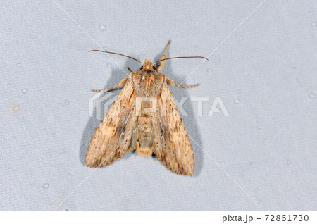 ナカグロホソキリガ(北海道・大雪山) ナカグロホソキリガ(北海道・大雪山) 72861730