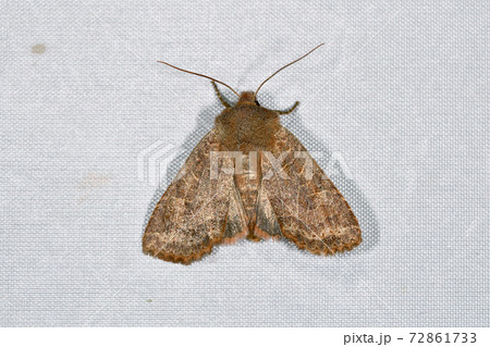 テンスジキリガ（北海道・知床） 72861733